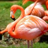 Flamingo Gardens