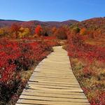 Graveyard Fields Trail
