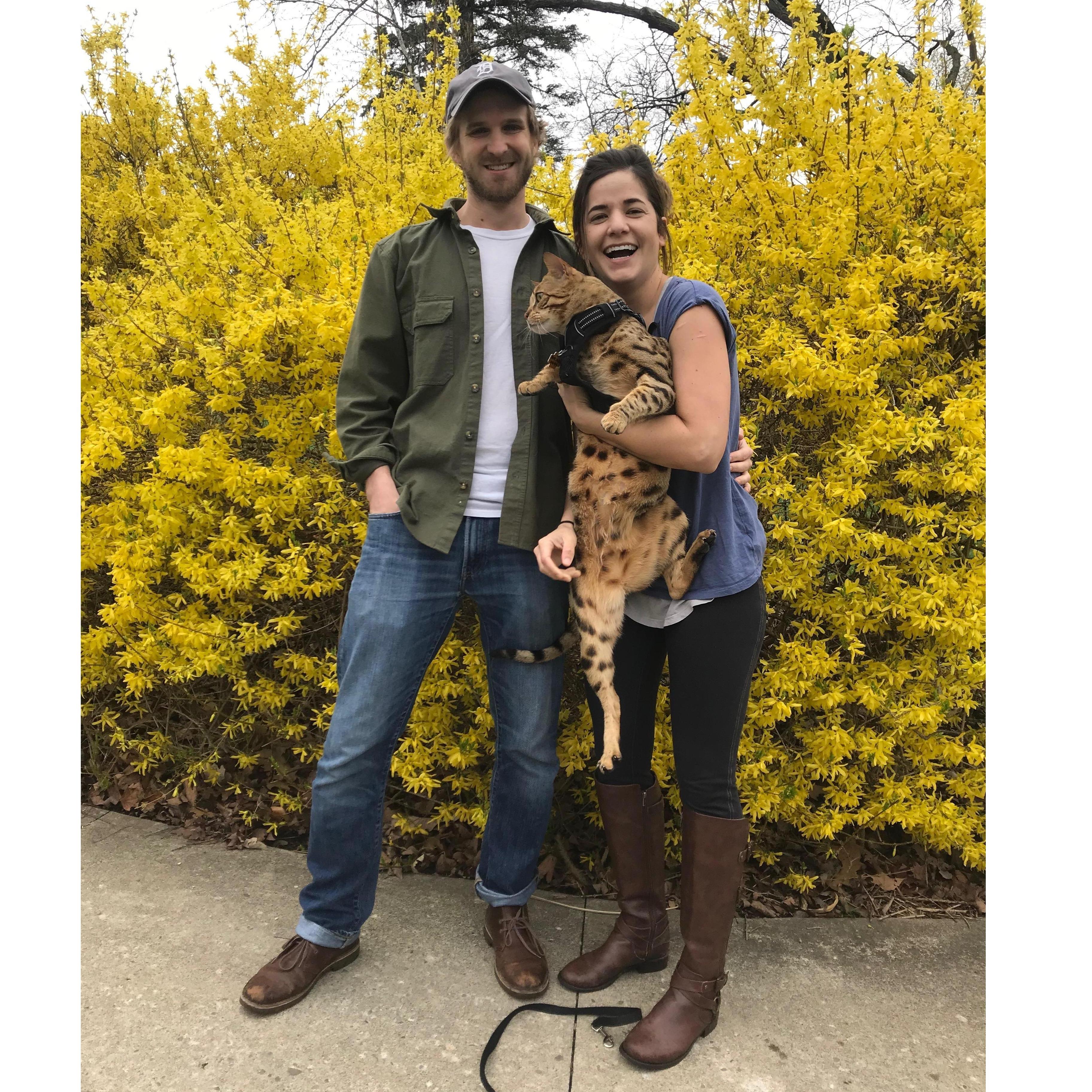 Celebrating our Easter engagement in the front yard with forsythias in full bloom and Pangur being as cooperative as always <3