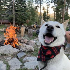 Rosco's Treat Treasury