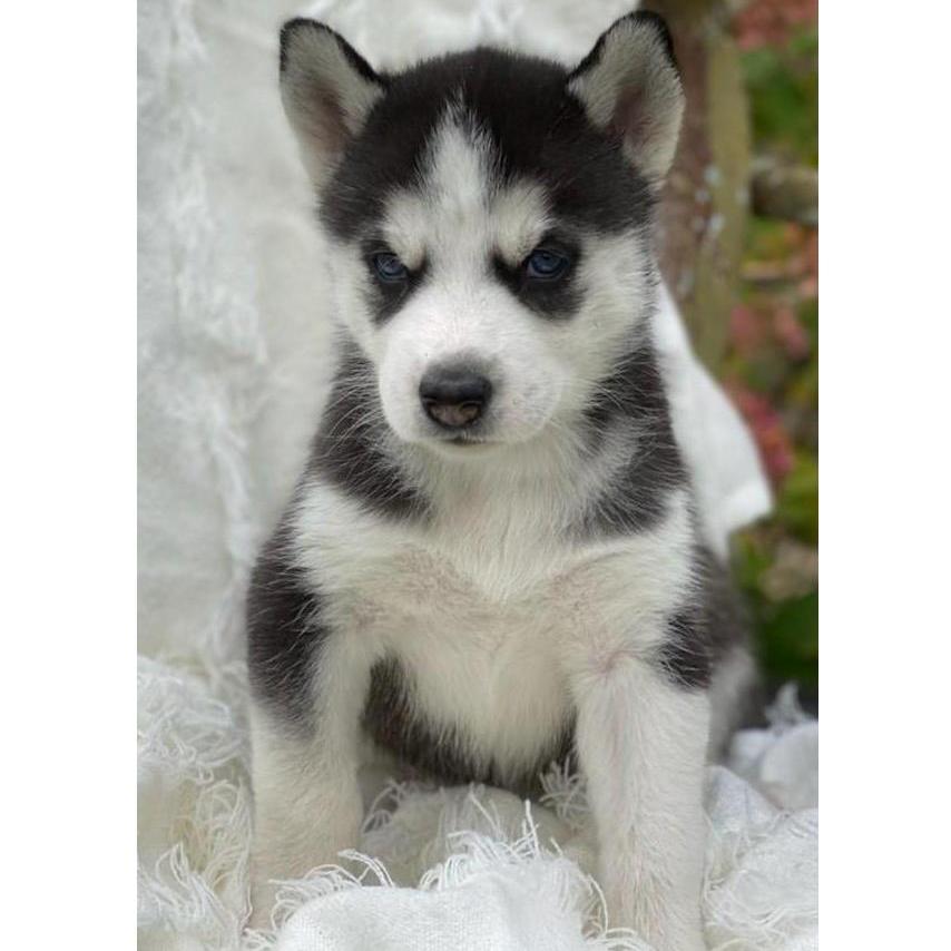 Lilli joins the family!