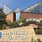 Tennessee Aquarium