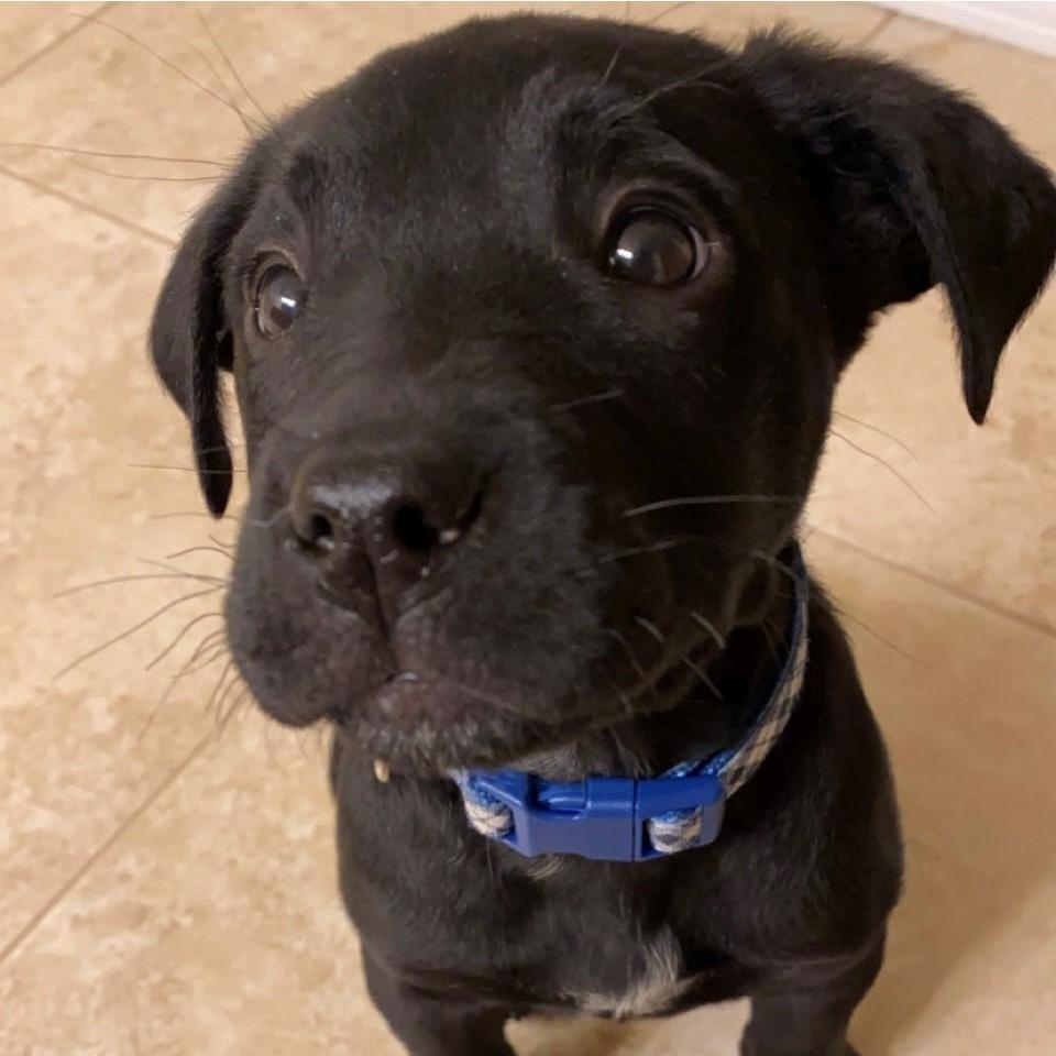We didn't make it to Hawaii for Jennifer's birthday ... so instead we got a puppy! Cooper was 2 weeks old when we got him.