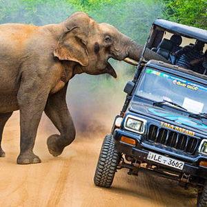 Sri Lanka Safari Vacation