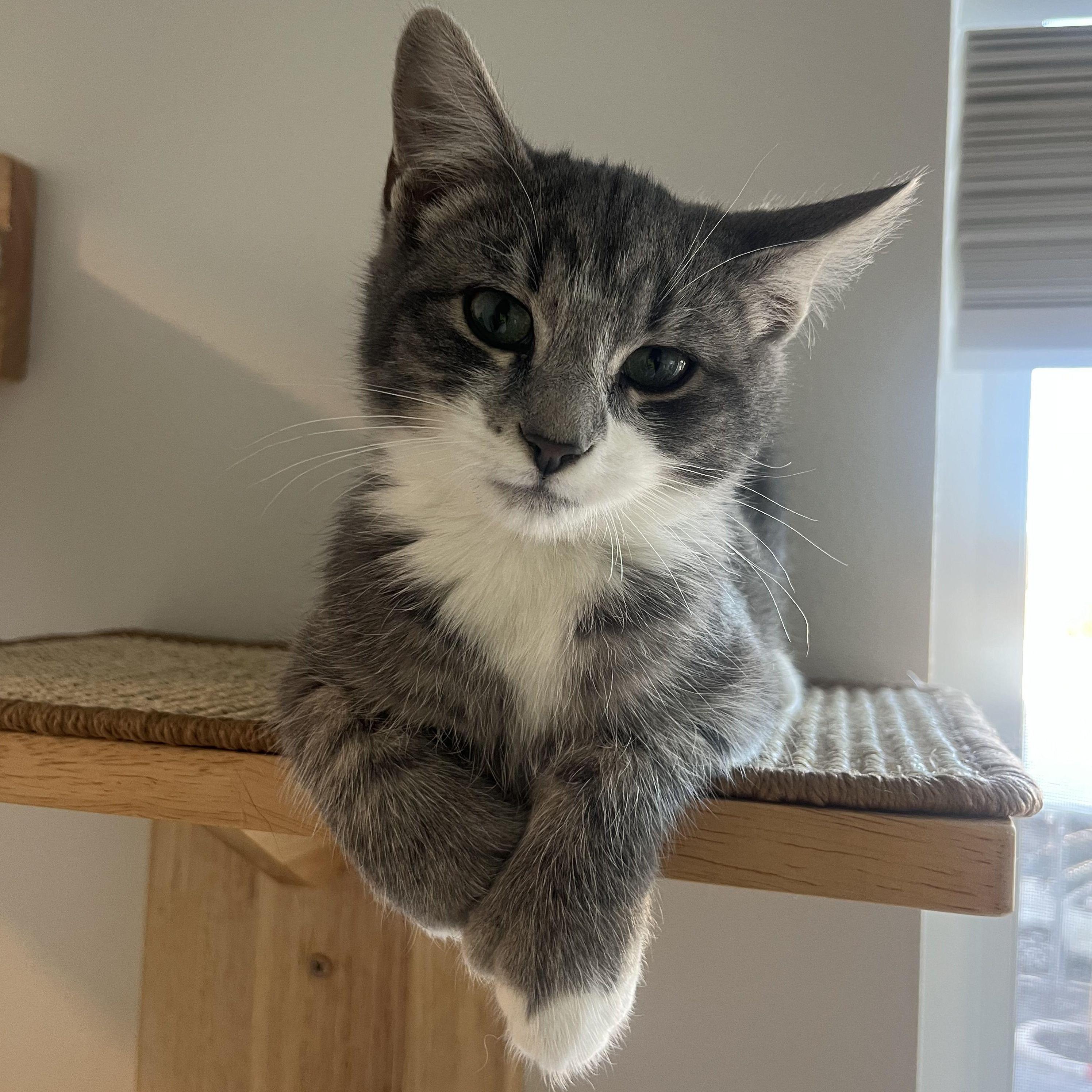 Our third kitty (oops)- Musubi
