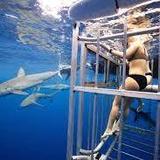 Hawaii Shark Encounters