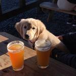 Asheville Breweries
