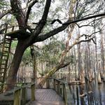Tallahassee Museum