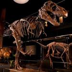 Houston Museum District