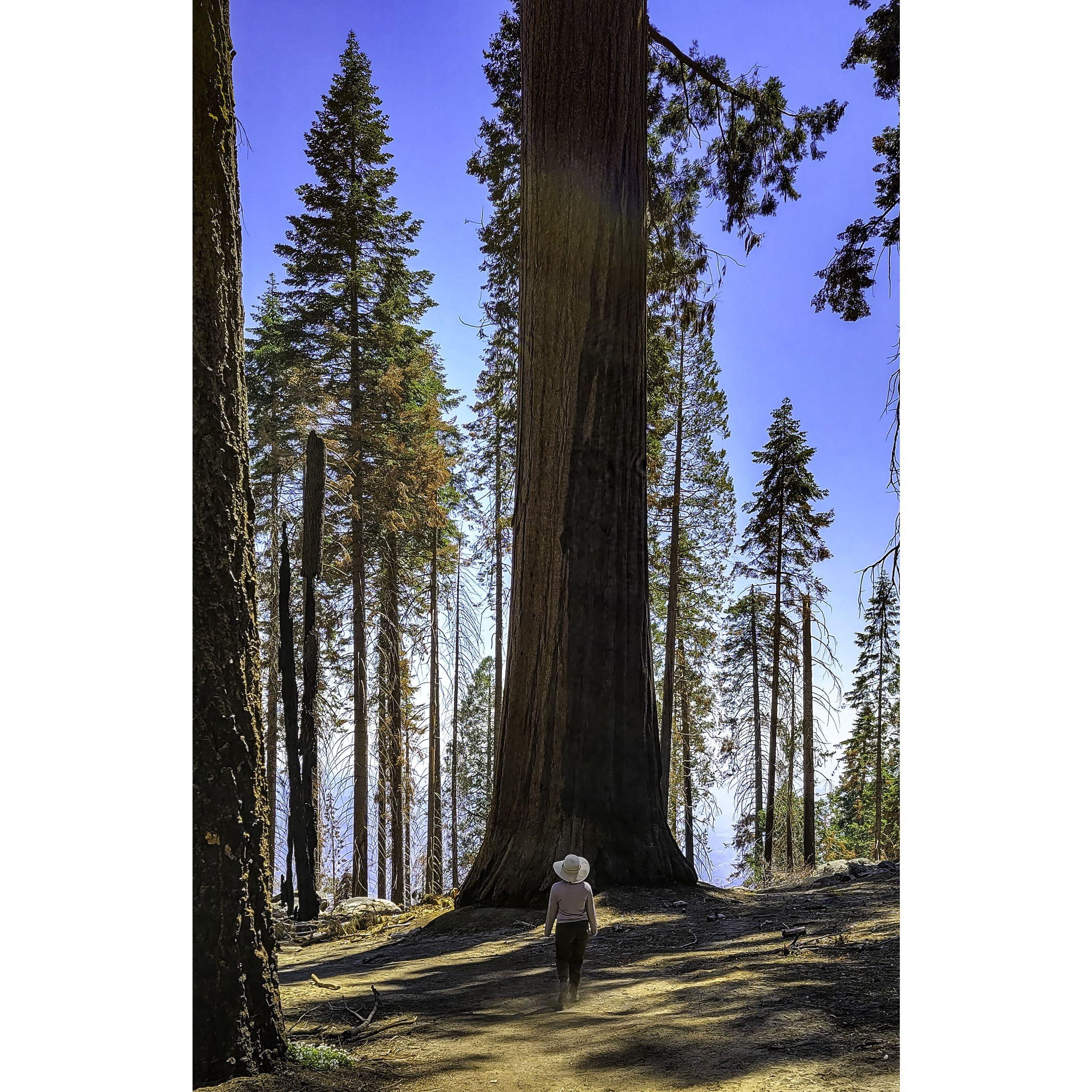 On the Solider Trail in Sequoia National Park