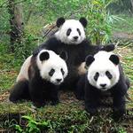 Woodley Park Zoo - Adams Morgan