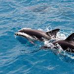 Dolphin Boat Tours