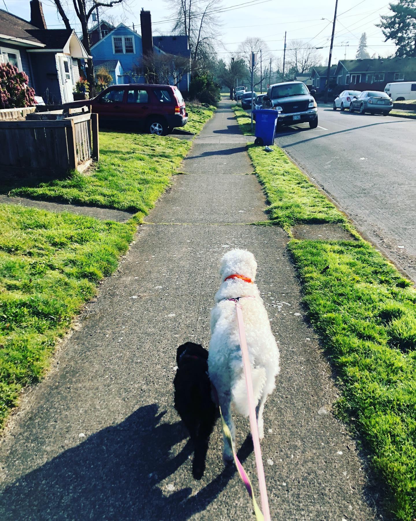 Sweet D and Freya on their first walk together :)  she was already D's lil shadow on day 1