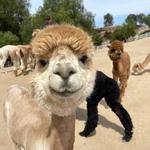 The Alpaca Hacienda in Temecula Valley