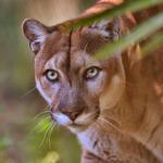 McCarthys Wildlife Sanctuary