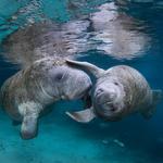 Ellie Schiller Homosassa Springs Wildlife State Park West Entrance