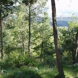Eshtaol Forest