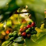 Coffee Tour Finca Filadelfia