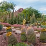 Desert Botanical Garden