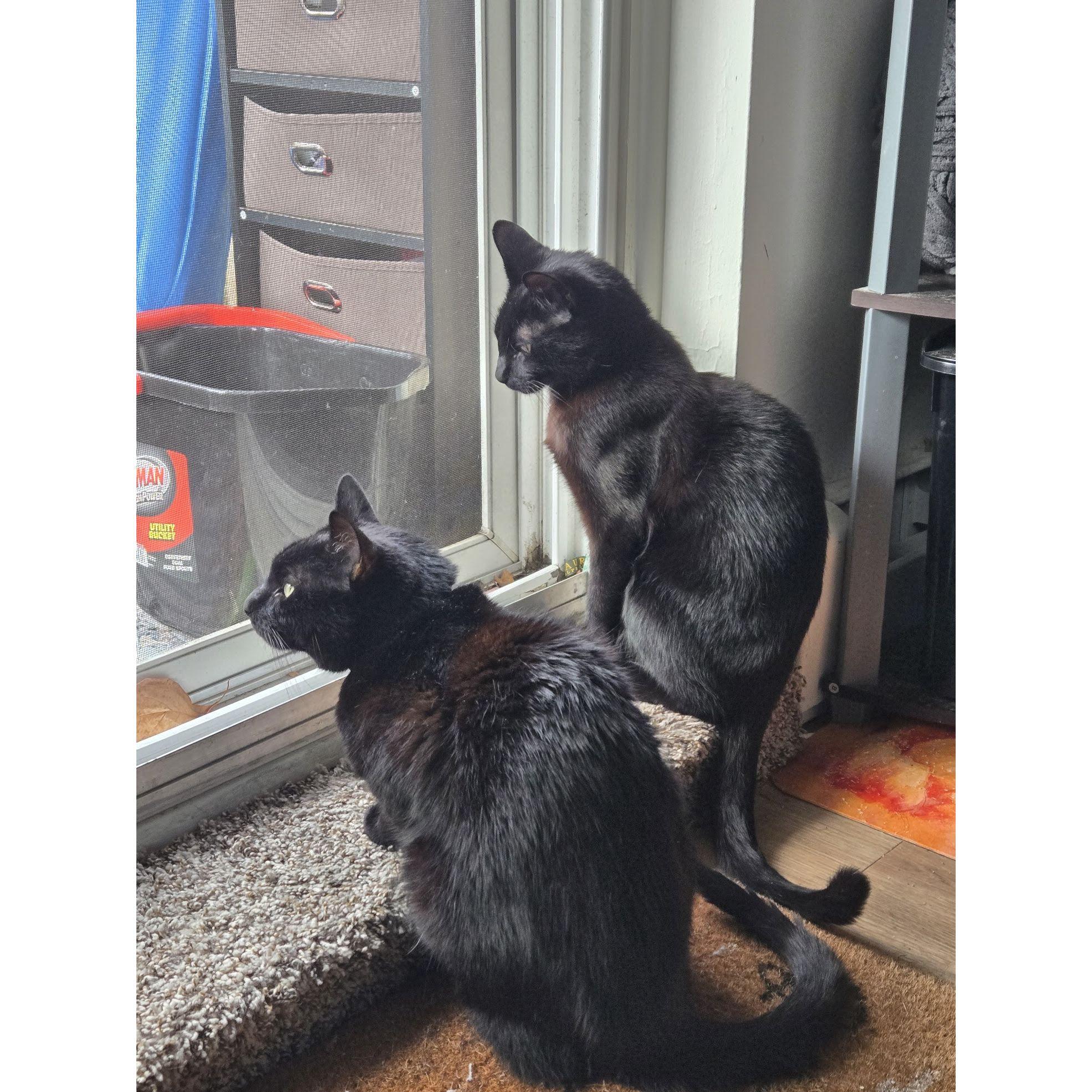 Mandatory picture of our fur children, Minuit and Corey