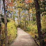 Asbury Woods