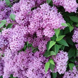Lilacs