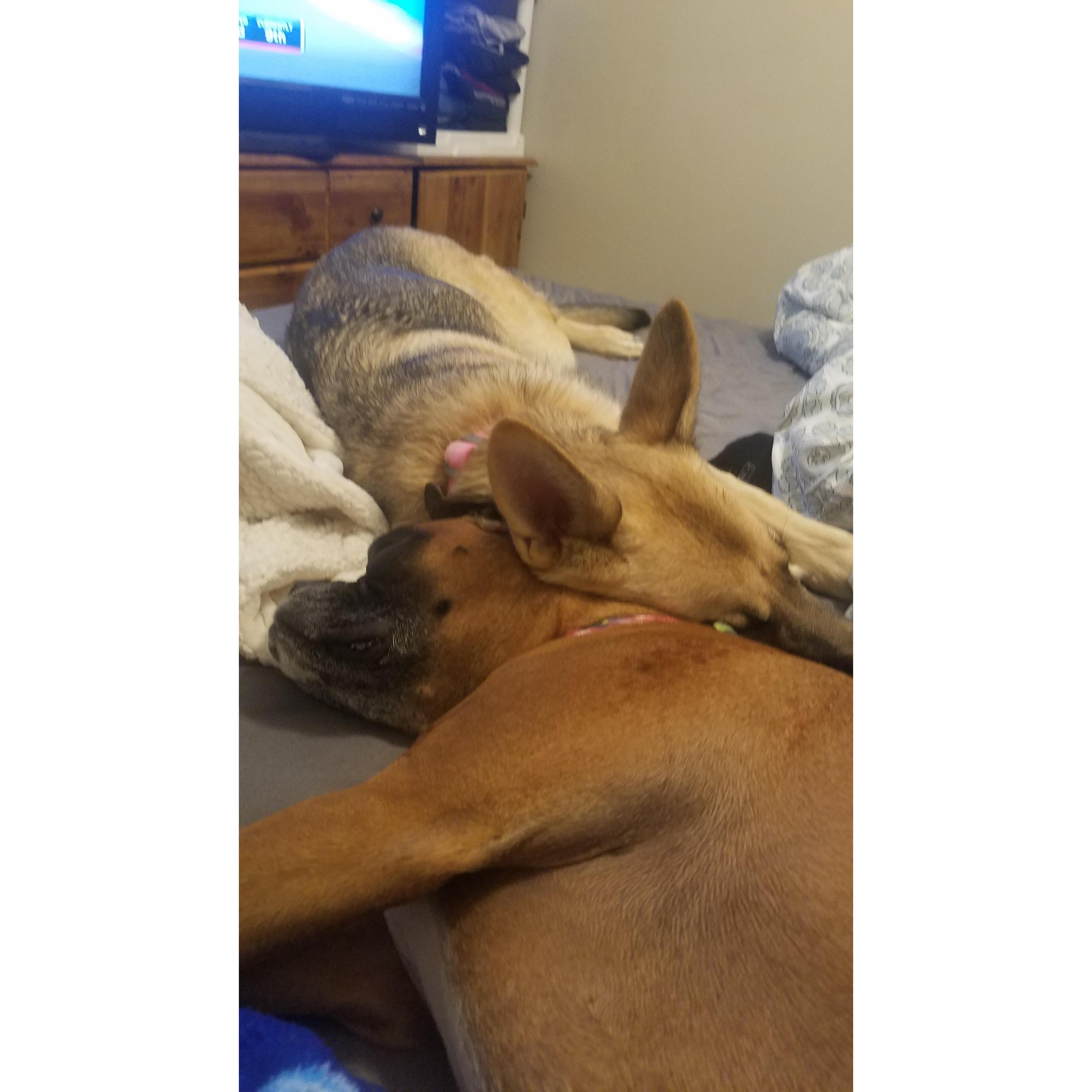 Our pups became sisters very quickly!