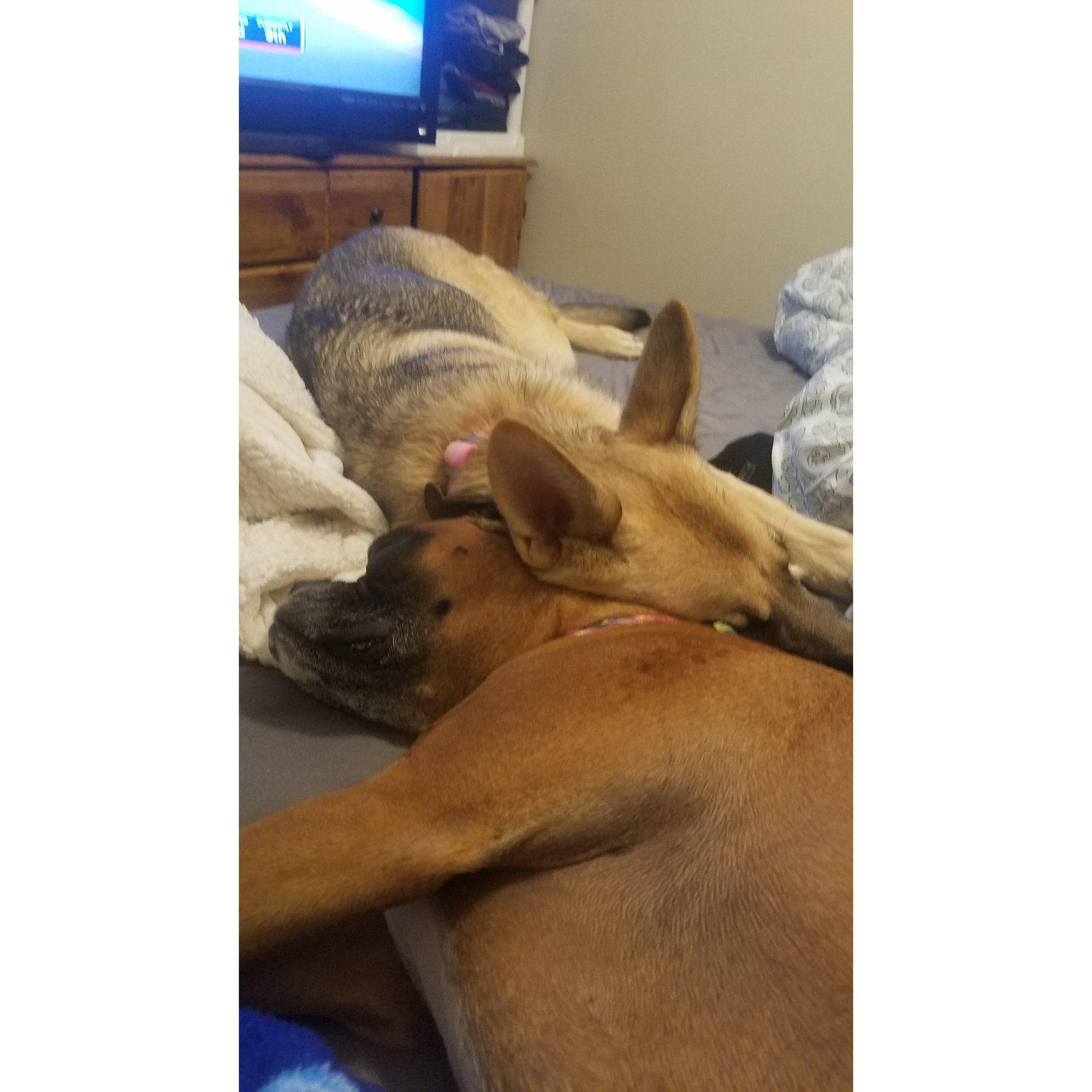 Our pups became sisters very quickly!