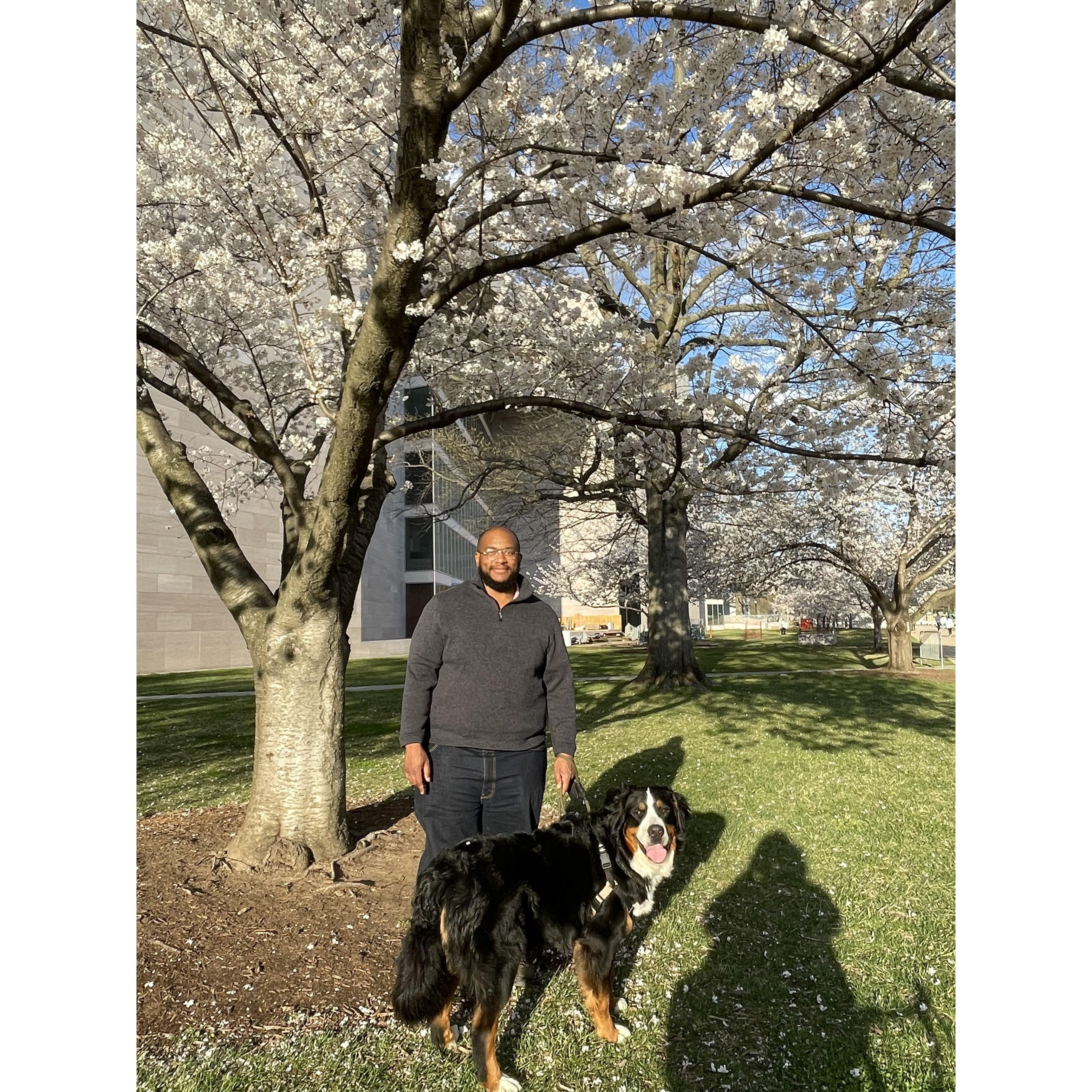 Spring in DC - celebrating the Cherry Blossom festival
