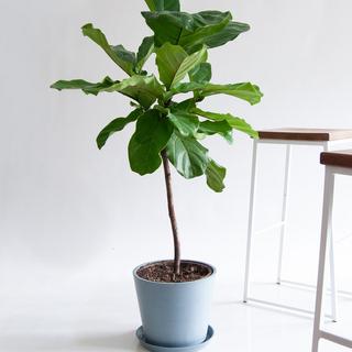 Fiddle Leaf Fig