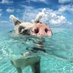 Swim With The Pigs