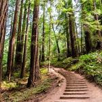 Muir Woods Tours & Adventures