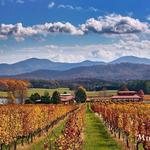 Visit the beautiful Vineyards and Wineries in Afton