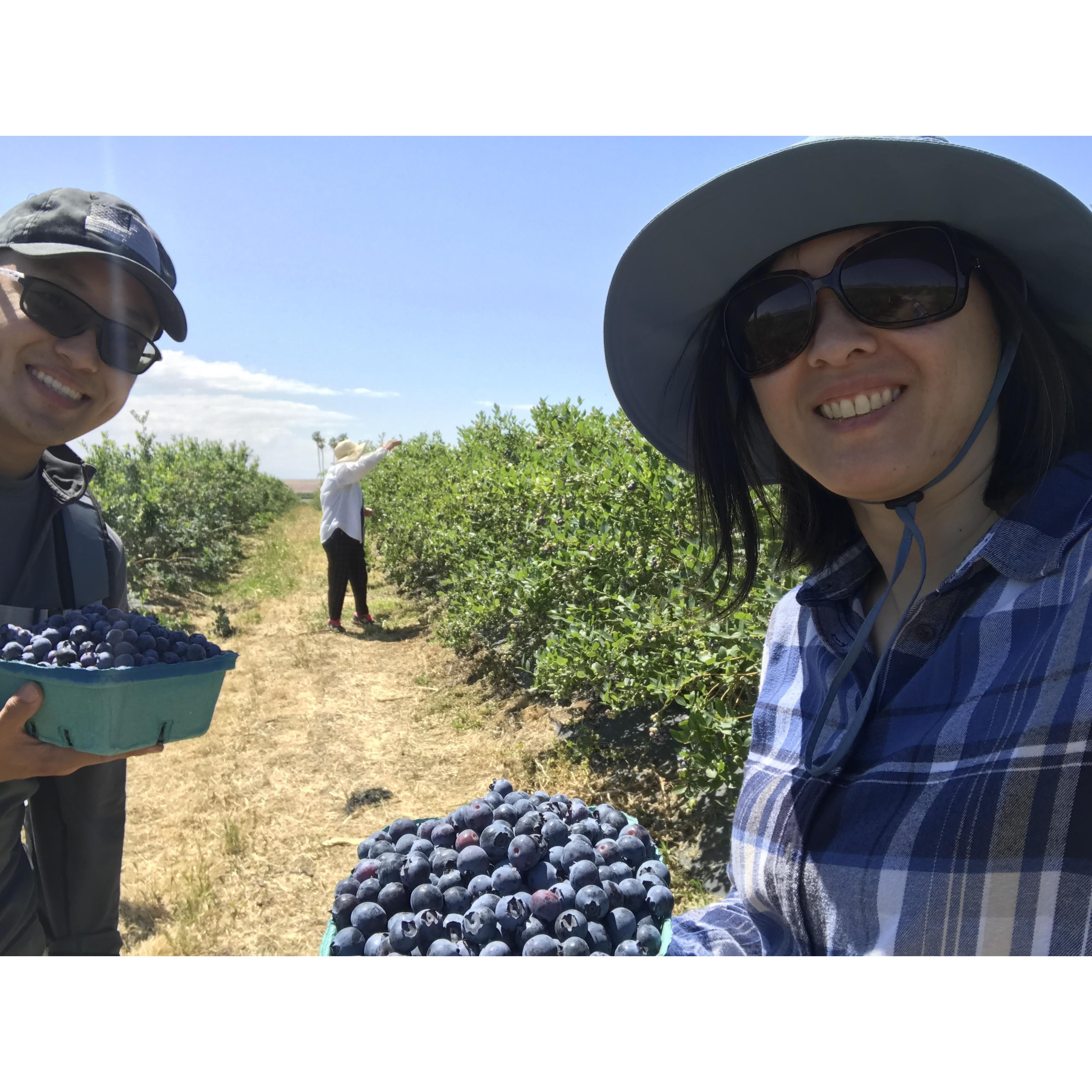 Mother's day blueberry picking
