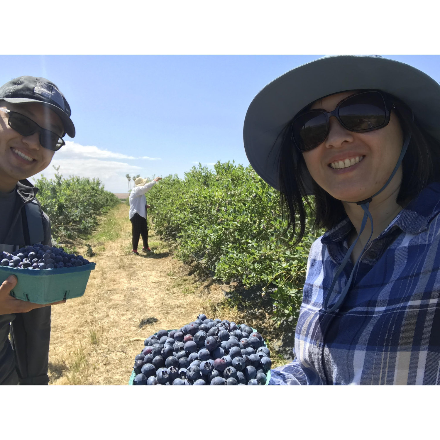 Mother's day blueberry picking