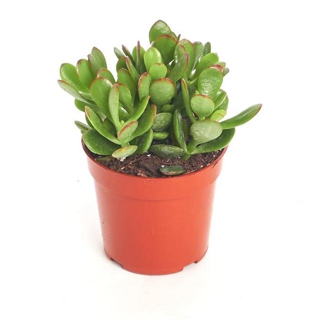 Shop Succulents Jade Succulent Plant, Crassula Ovata Fully Rooted Live 4" Succulent Plant, Low Maintenance Indoor Plant, Hardy Succulents, Hard to Kill Plants, Wedding and Party Favors, Gift & Garden
