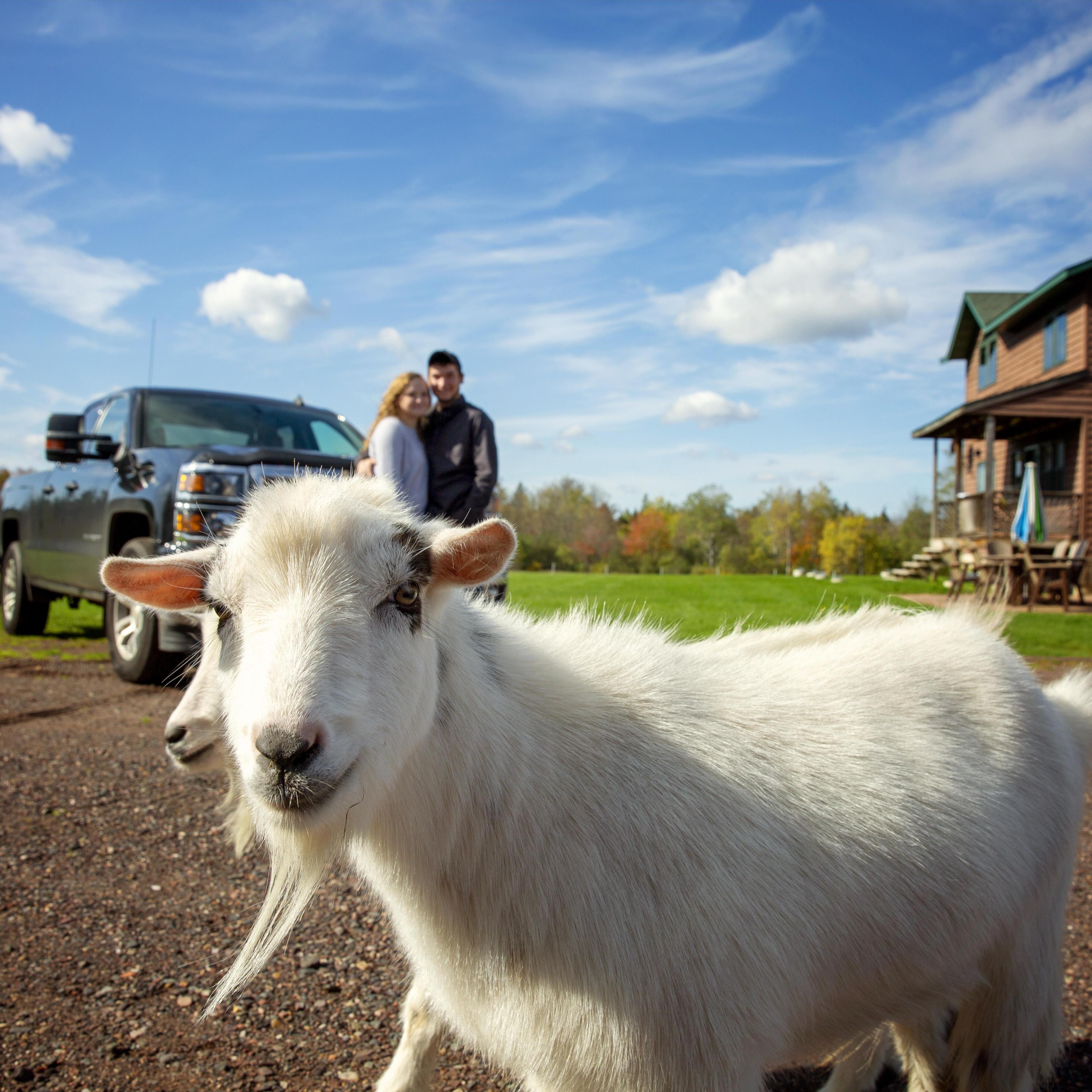 Goat Photo Bomb