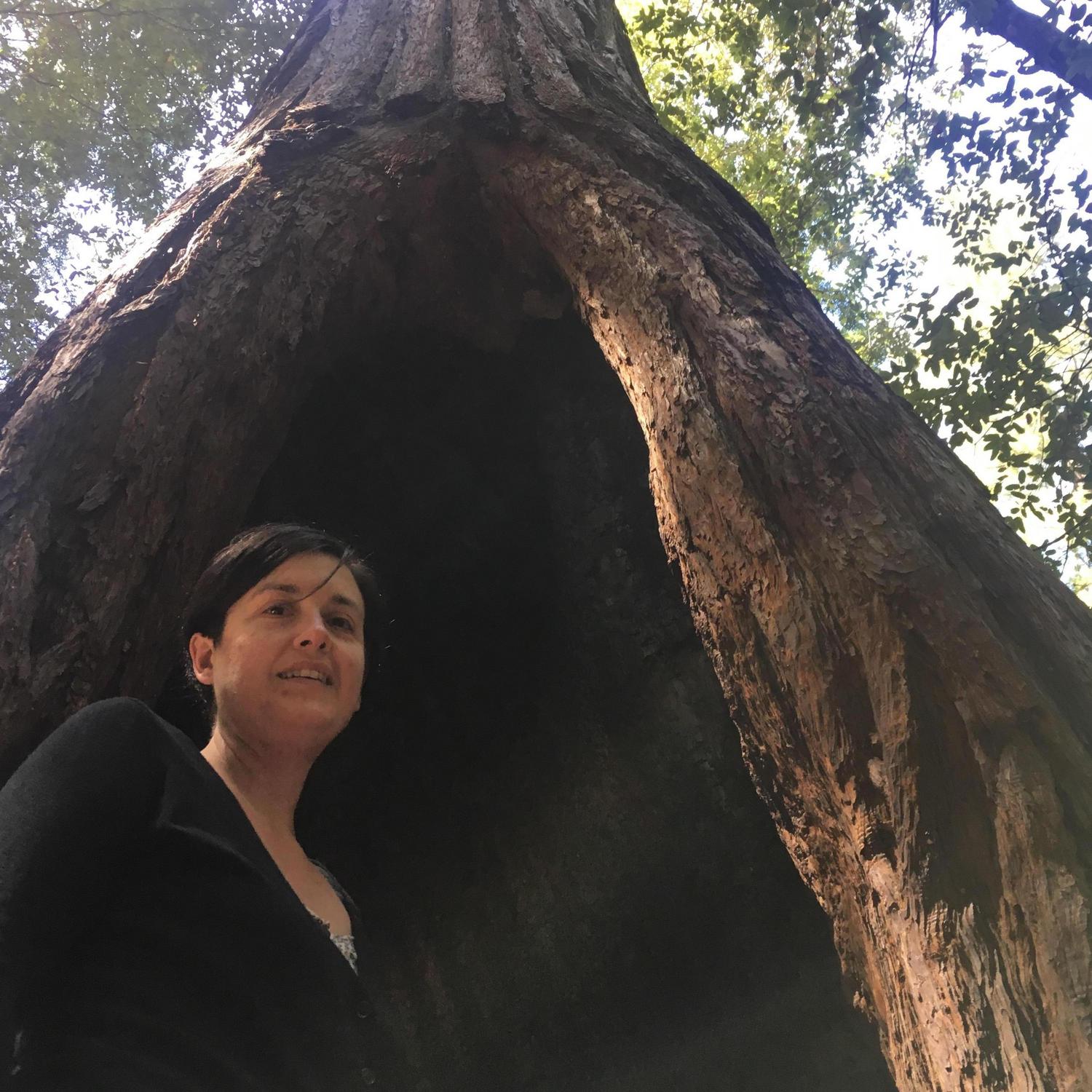 Rocky in the redwoods outside Orr Hot Springs.