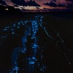 Salt River Bay National Historical Park and Ecological Preserve - Bioluminescent Kayak Adventure