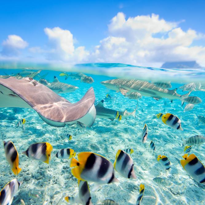 Snorkeling For Two