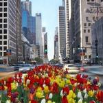 Magnificent Mile