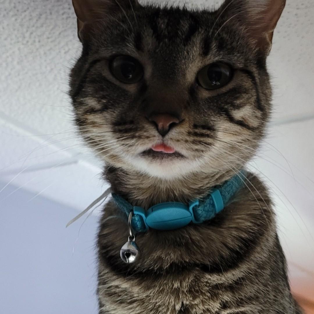 Our cat Athena we wish could join us