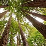 Muir Woods National Monument