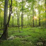 Sourland Mountain Preserve