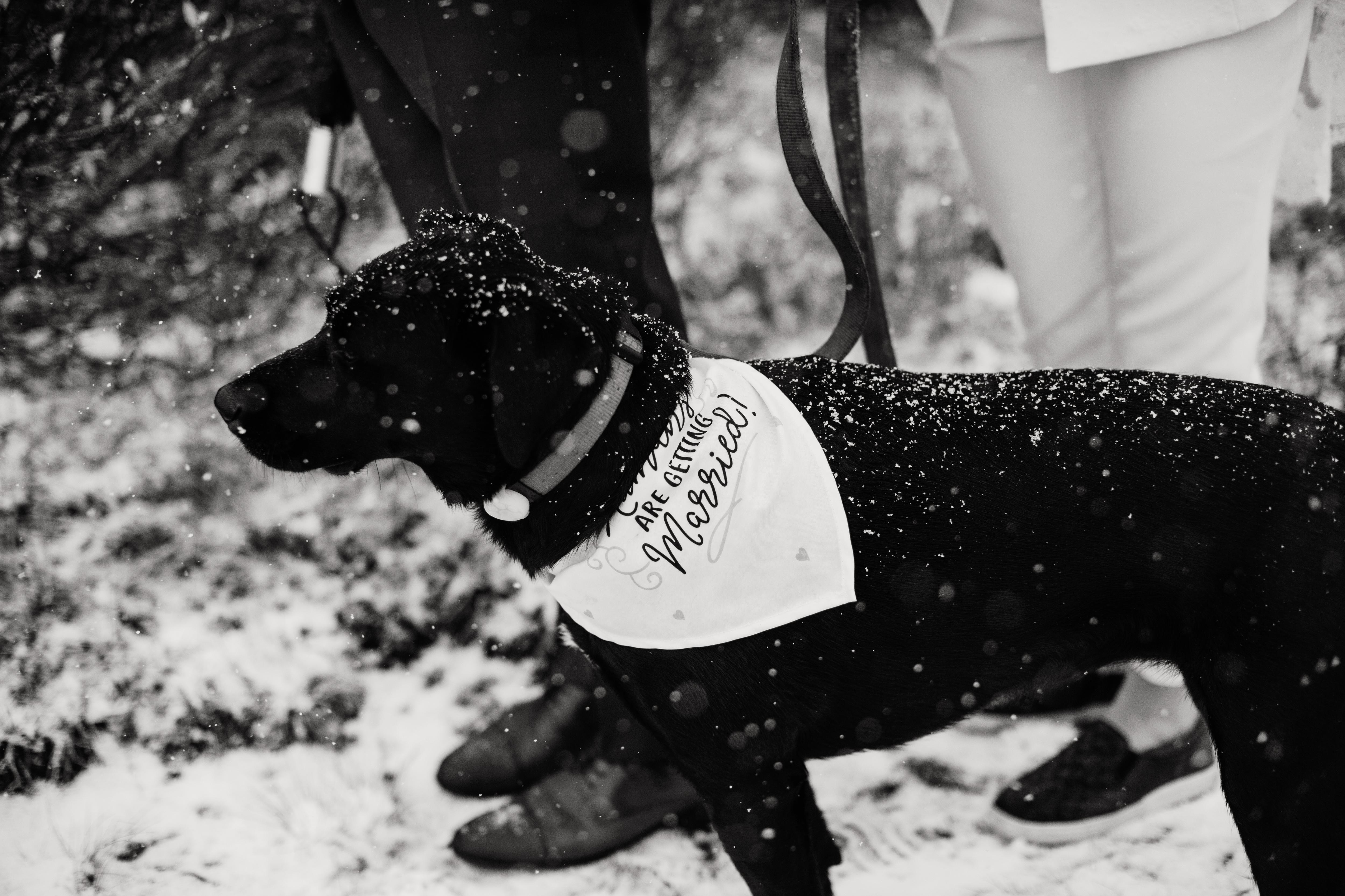 The Wedding Website of Jessica Smith and Elliot Rutter