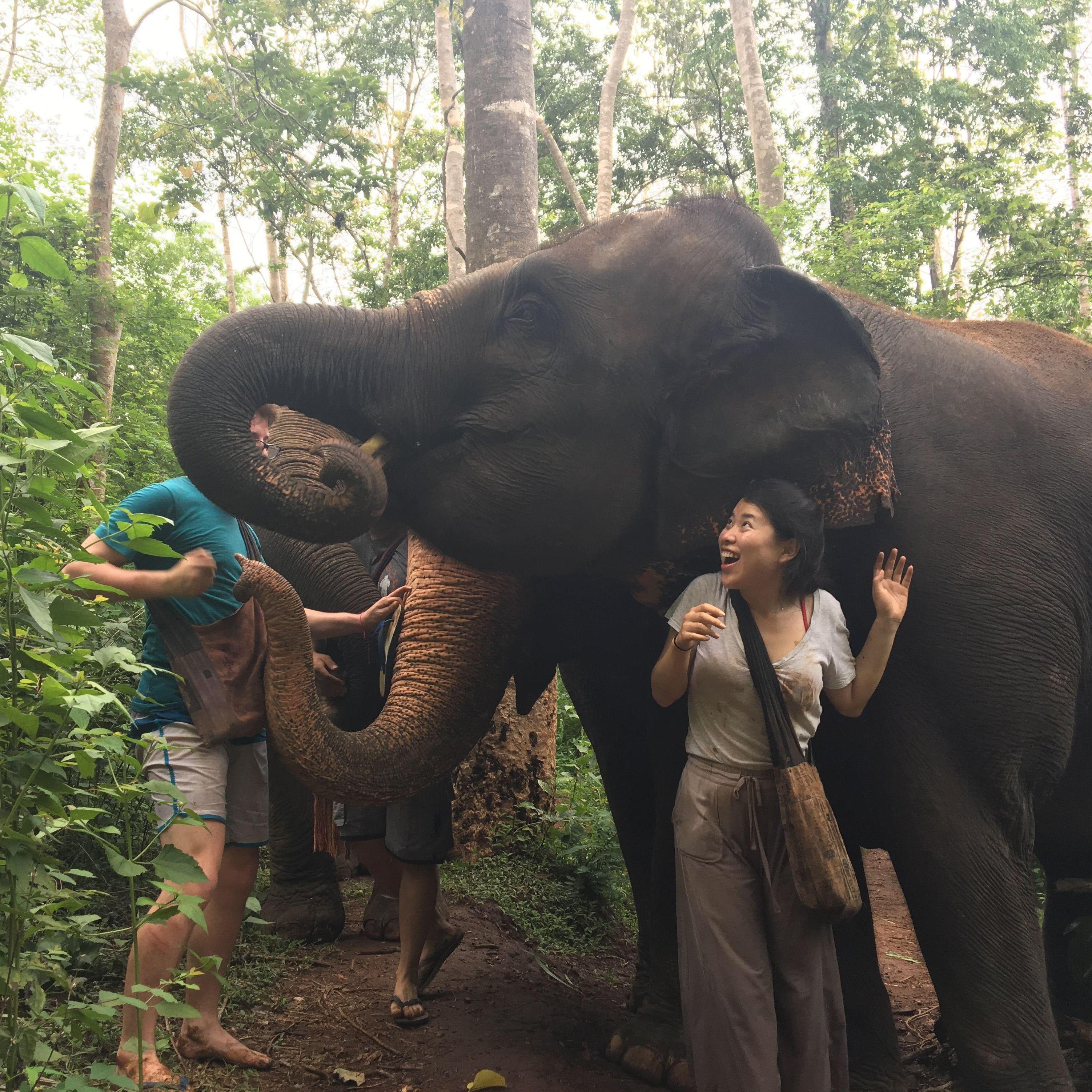 May 2018 (near Chiang Mai, Thailand): When Emily ran out of bananas, the elephants started bullying Alistair