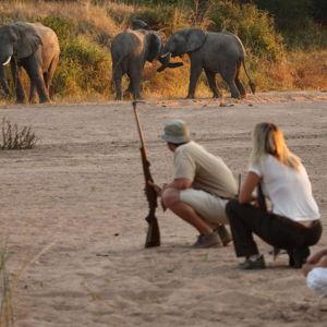 Private Walking Safari with Ranger in Ruaha