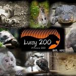Luray Zoo A Rescue Zoo