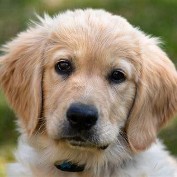 Puppy fund