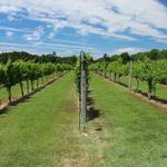 Cascia Vineyards & Winery